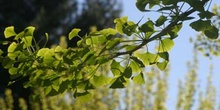 Gingo - Hojas (Ginkgo biloba)