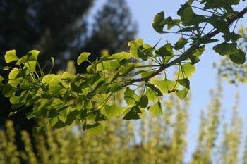 Gingo - Hojas (Ginkgo biloba)