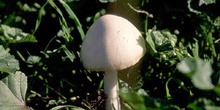 Volvariella speciosa