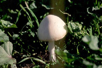 Volvariella speciosa
