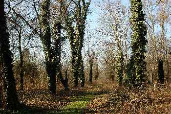 árboles cubiertos de hiedra en el Cementerio de Kerepesi, Budape