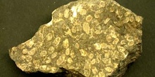 Caliza fosilífera (Reino Unido)