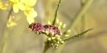 Chinche de escudo (Eurydema dominulus)