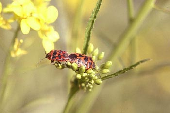 Chinche de escudo (Eurydema dominulus)