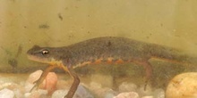 Tritón ibérico (Triturus boscai)