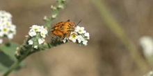 Chinche de escudo (Carpocoris fuscispinus)