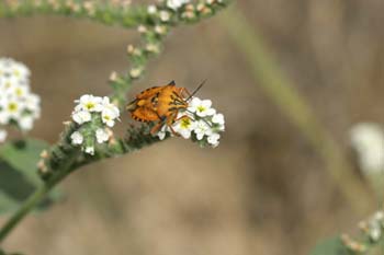 Chinche de escudo (Carpocoris fuscispinus)