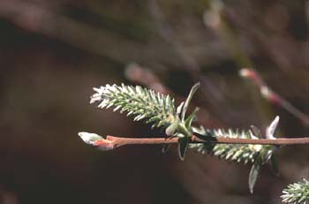 Sauce - Flor fem. (Salix sp.)