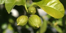 Limonero - Fruto (Citrus limon)