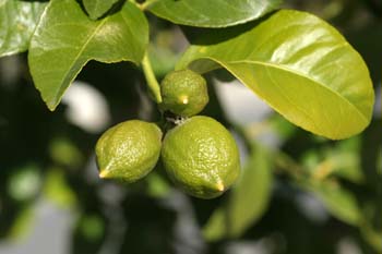 Limonero - Fruto (Citrus limon)