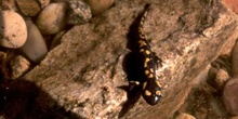 Salamandra - Joven (Salamandra salamandra)