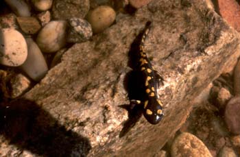 Salamandra - Joven (Salamandra salamandra)