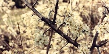 Espino majuelo - Flor (Crataegus monogyna)