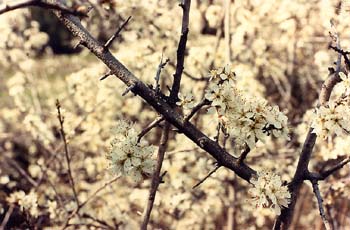 Espino majuelo - Flor (Crataegus monogyna)