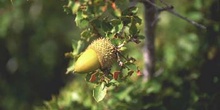 Coscoja / carrasca - Bellota (Quercus coccifera)
