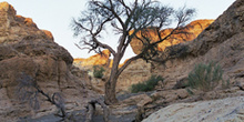 árbol superviviente en el Cañón de Sesriem, Namibia