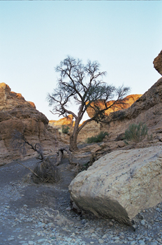 árbol superviviente en el Cañón de Sesriem, Namibia