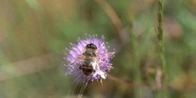 Mosca zángano (Eritalis tenax)