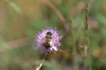 Mosca zángano (Eritalis tenax)