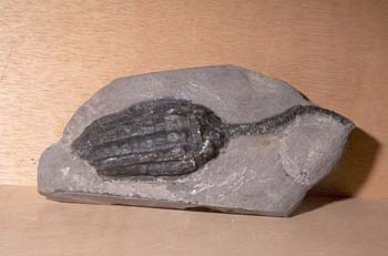 Cupressocrinites sp. (Crinoideo-Lirio de Mar) Silúrico