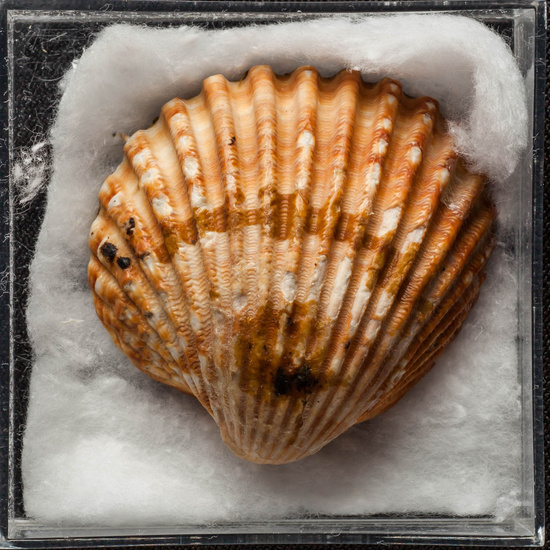 IES_ISABELLACATOLICA_BIOLOGIA_443