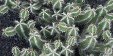 Euphorbia polyacantha