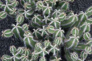 Euphorbia polyacantha