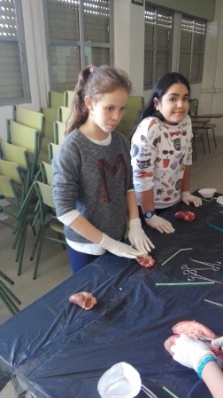 2018_02_09_DISECCION CORAZON Y PULMONES_SEXTO_CEIP FDLR_LAS ROZAS_2 9