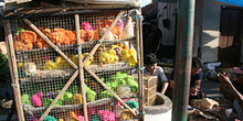 Pollos de colores, mercado de pájaros, Jogyakarta, Indonesia