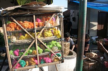 Pollos de colores, mercado de pájaros, Jogyakarta, Indonesia