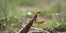Santa Teresa (Mantis religiosa)