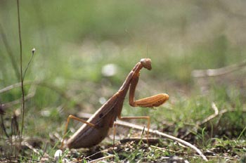 Santa Teresa (Mantis religiosa)