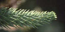 Pehuén-hojas (Araucaria araucana)