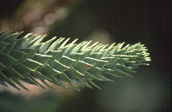 Pehuén-hojas (Araucaria araucana)