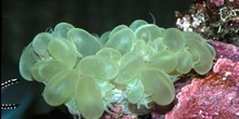 Coral burbuja (Pterogyra sp.)