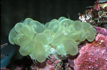 Coral burbuja (Pterogyra sp.)