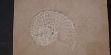 Protrachyceras hispanicum (Ammonites) Triásico