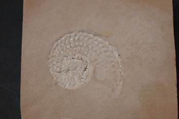 Protrachyceras hispanicum (Ammonites) Triásico