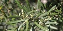 Olivo - Hoja (Olea europaea)