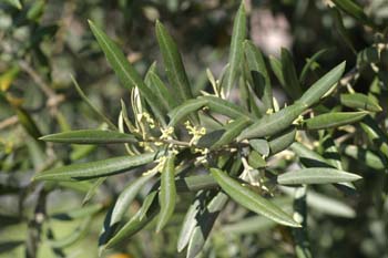 Olivo - Hoja (Olea europaea)