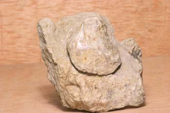 Braquiópodo (Braquiópodo) Jurásico