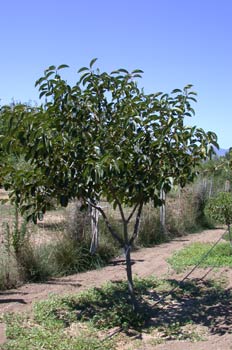 árbol del níspero