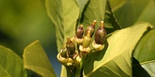 Limonero - Fruto jóven (Citrus limon)