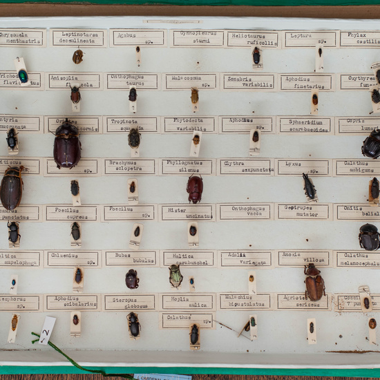 IES_CARDENALCISNEROS_Insectos_015