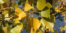 álamo negro - Hojas (Populus nigra)