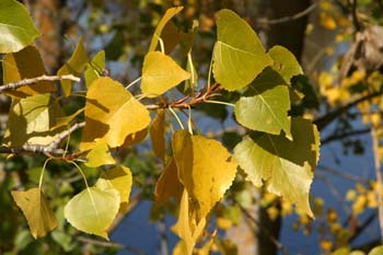 álamo negro - Hojas (Populus nigra)