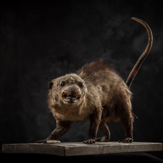 IES_SANISIDRO_BIOLOGIA_285