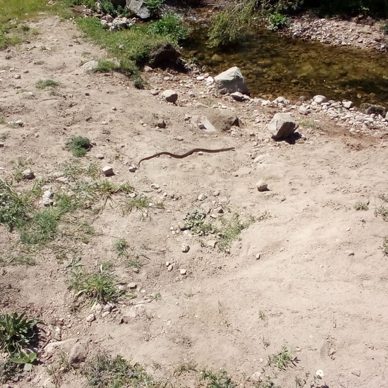 Camino de Santiago 3º EP 2