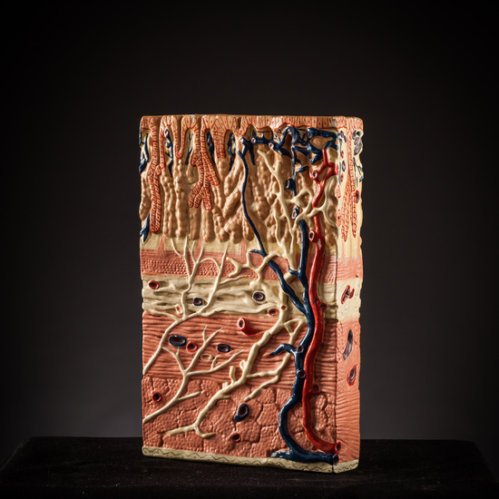 IES_SANISIDRO_BIOLOGIA_270