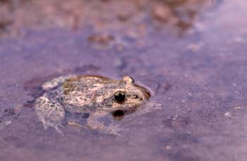 Sapo partero común (Alytes obstetricans)